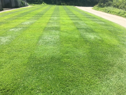 locke lawn stripes