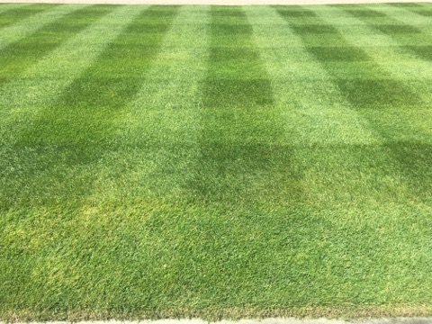 locke lawn stripes