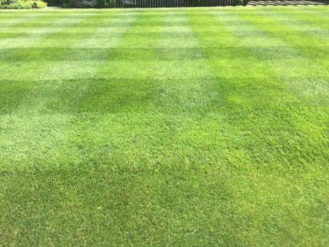 locke lawn stripes