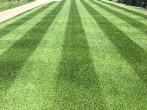 locke lawn stripes